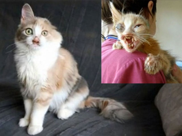 Chú mèo xấu xí lột xác nhờ phẫu thuật thẩm mỹ - 1