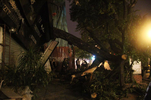 Hà Nội: Cây cổ thụ bất ngờ đổ vào nhà dân trong đêm - 1
