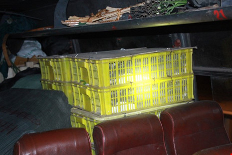 Phát hoảng vì hơn trăm con rắn hổ mang trên xe khách - 1