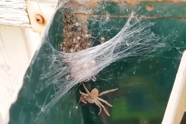 Mở hộp thư, kinh hoàng phát hiện nhện thợ săn mẹ và hàng trăm nhện con - 1