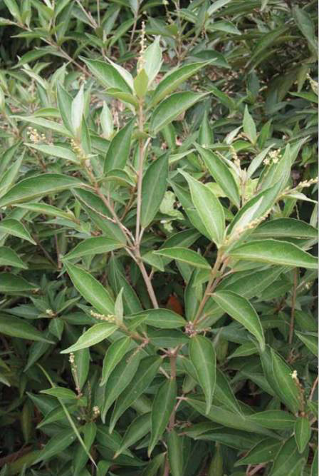 Thoát khỏi viêm hang vị, dạ dày lâu năm với các cây thuốc bí mật - 3