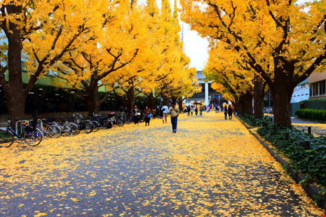 Đẹp mê say mùa lá vàng ở Nhật Bản - 1