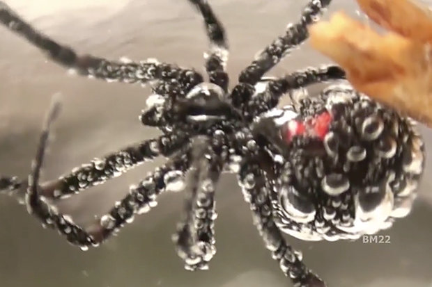 Kinh hãi nhện góa phụ đen bị dìm dưới nước 3 giờ vẫn sống - 1