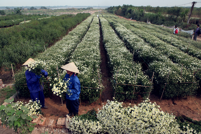 Cuối thu đầu đông là thời điểm cúc họa mi nở rộ, những vườn hoa nổi tiếng tại Hà Nội như Nhật Tân, Tây Tựu đã bung nở.  Người nông dân đang hối hả thu hoạch cúc họa mi để mang đổ buôn cho các thương lái.
