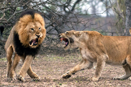 Xích mích với bạn tình, sư tử đực bị đánh gãy răng - 1