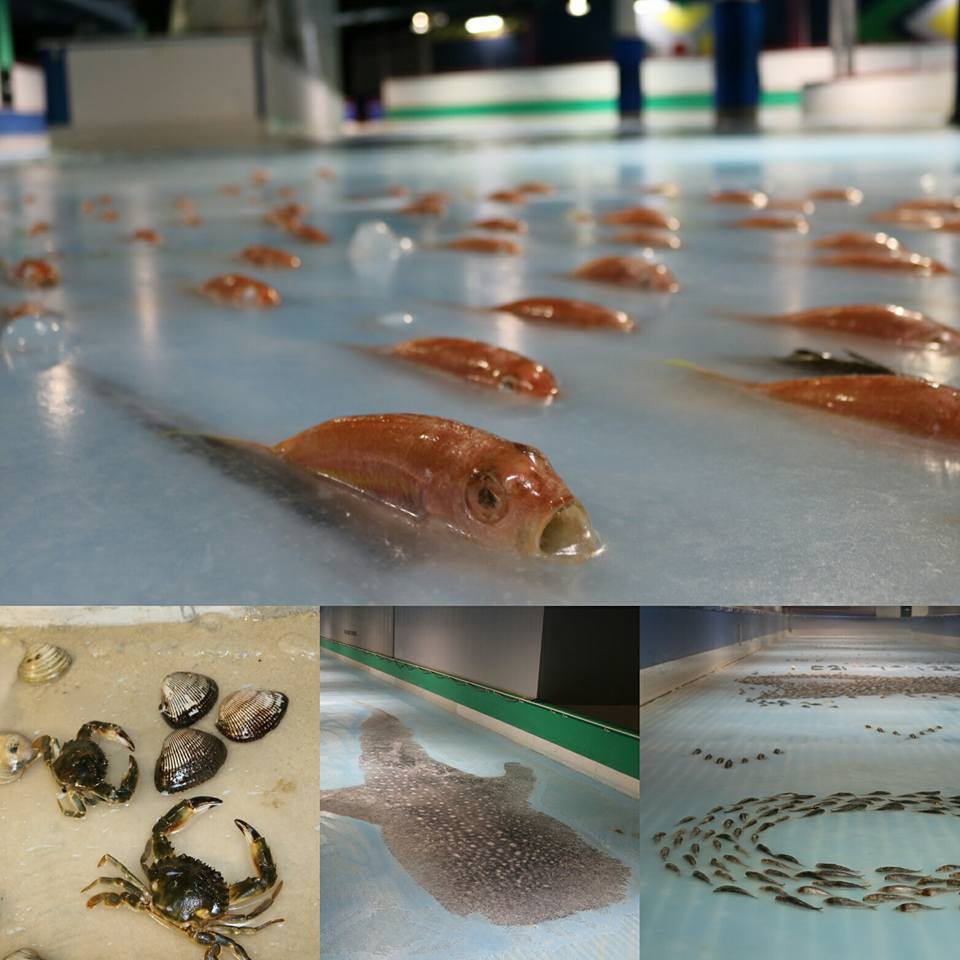 Công viên Nhật chôn 5.000 cá sống dưới băng gây phẫn nộ - 1