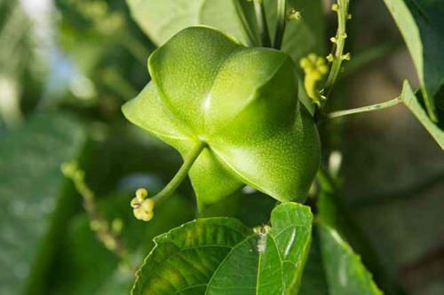 Siêu thực phẩm lần đầu tiên xuất hiện tại Việt Nam - 1