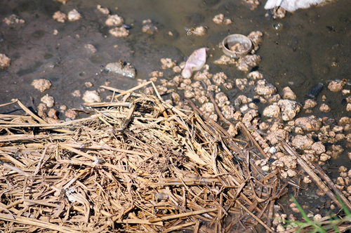 Phát hiện bãi thải ven sông Hồng ngập trắng bao cao su - 6