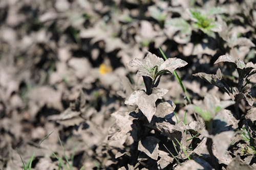 Phát hiện bãi thải ven sông Hồng ngập trắng bao cao su - 9