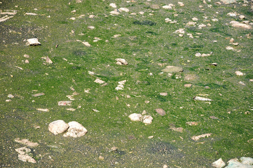 Phát hiện bãi thải ven sông Hồng ngập trắng bao cao su - 5