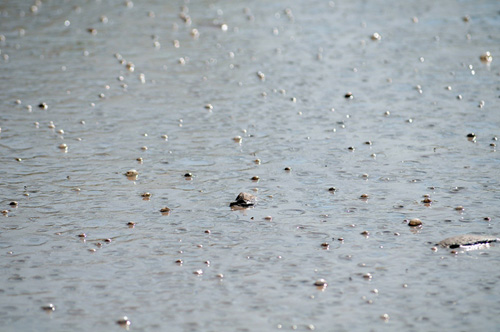 Phát hiện bãi thải ven sông Hồng ngập trắng bao cao su - 10