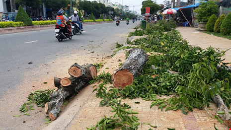 Cưa bỏ hàng trăm cây xanh trên 20 năm tuổi vì... sâu - 2