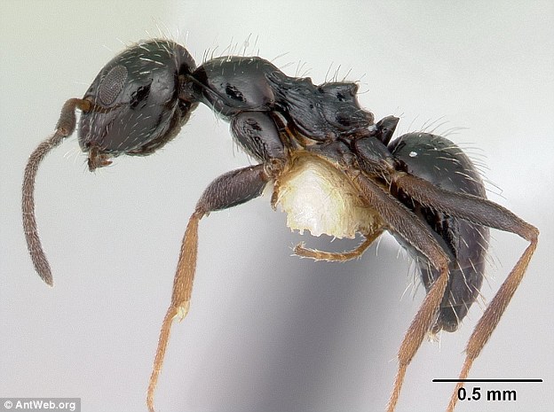 Siêu bầy đàn kiến làm tổ 38 km, có thể xâm chiếm thế giới - 1