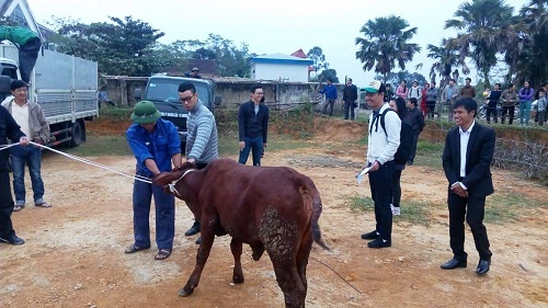 Phan Anh mang bò tặng người dân vùng lũ miền Trung - 1