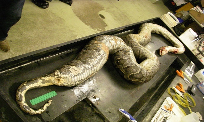 Mỹ: Mổ trăn khổng lồ dài 5m phát hiện xác 3 con hươu - 1
