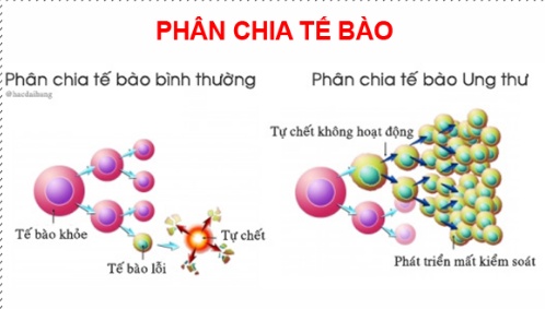 Sự thật về những tác dụng kỳ diệu của Fucoidan - 2