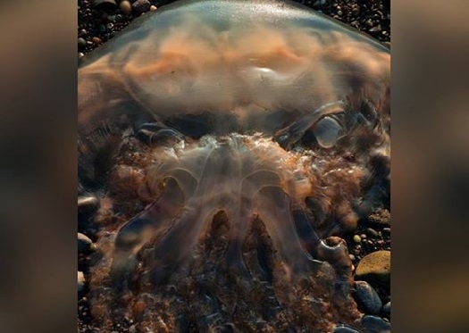 Con sứa kinh dị trông như “ác mộng” dạt bờ biển Scotland - 1