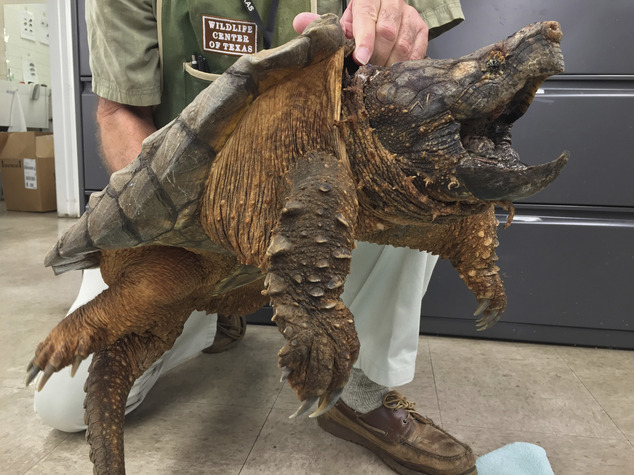 Mỹ: Giải cứu rùa cá sấu quý hiếm dưới cống thoát nước - 1