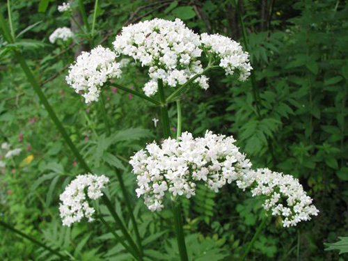 Giải quyết chứng mất ngủ ở người thất tình, gia đình đổ vỡ - 5