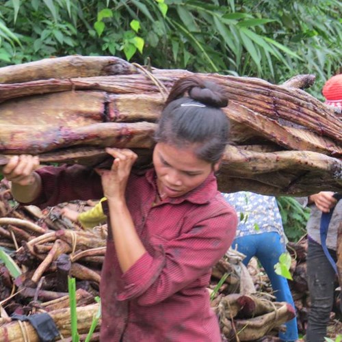 Tận diệt "thần dược" cỏ máu - 2