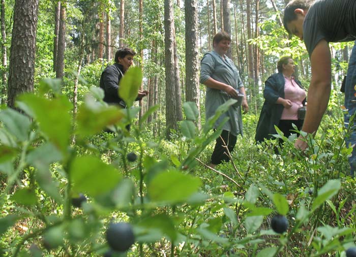 Kiếm bộn tiền nhờ bán hoa quả nhiễm xạ từ Chernobyl - 5