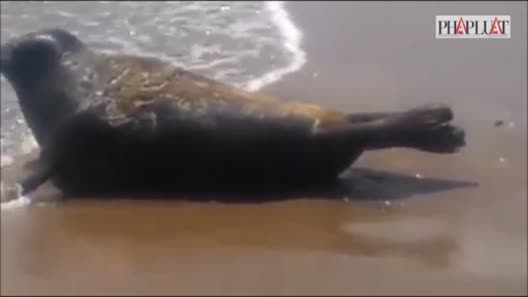 Rong biển bám quanh người hải cẩu lọt top ảnh động vật đẹp