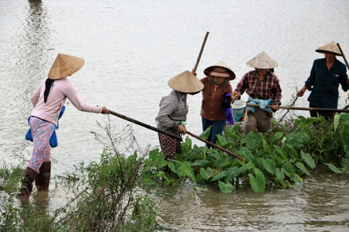 Nước lũ ngập đồng, người dân đổ xô đi &#34;săn&#34; chuột - 8