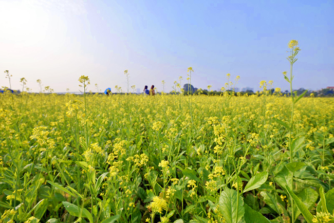 Những cánh đồng hoa cải ở ngoại thành Hà Nội đang vào mùa nở rộ, tạo nên một khung cảnh vô cùng ấn tượng khi những cánh đồng cải rực rỡ trong nắng nối tiếp nhau trải dài tới tận chân trời.