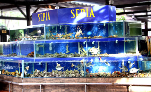 Thích thú trước bể hải sản “khủng” giữa nhà hàng Sepia - 1