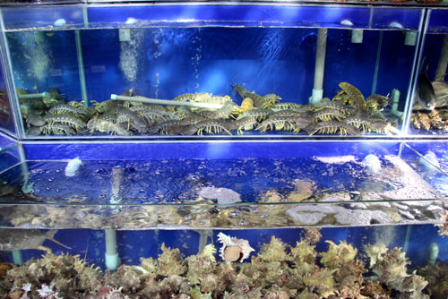 Thích thú trước bể hải sản “khủng” giữa nhà hàng Sepia - 2