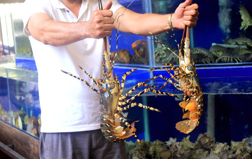 Thích thú trước bể hải sản “khủng” giữa nhà hàng Sepia - 3