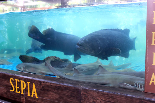 Thích thú trước bể hải sản “khủng” giữa nhà hàng Sepia - 4
