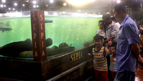 Thích thú trước bể hải sản “khủng” giữa nhà hàng Sepia - 5