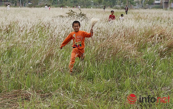 Mê mẩn ngắm vẻ đẹp bãi cỏ lau giữa lòng Hà Nội - 3