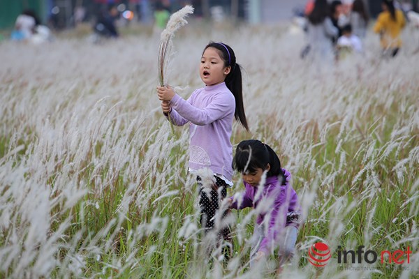 Mê mẩn ngắm vẻ đẹp bãi cỏ lau giữa lòng Hà Nội - 5