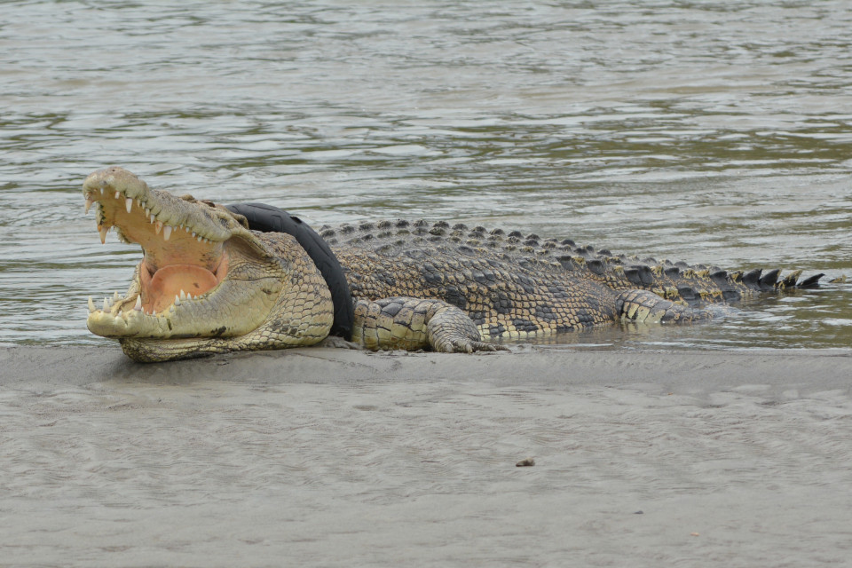 Indonesia: Cá sấu khổng lồ khổ sở vì lốp xe khóa chặt đầu - 1