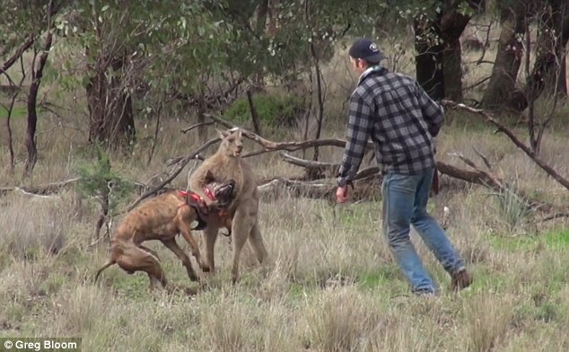 Thanh niên Úc đấm vào mặt kangaroo, giải cứu chó cưng - 1
