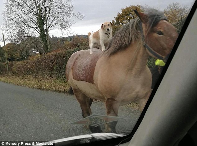 Chó ung dung cưỡi ngựa trên đường, tự tin như người - 1