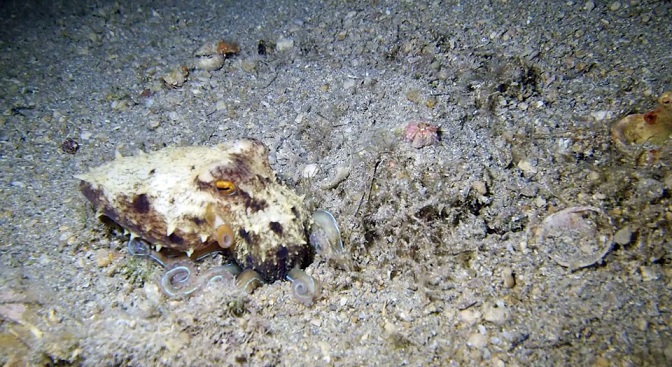 Xem bạch tuộc ngụy trang dưới đáy biển trong tích tắc - 1