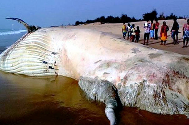 Cá mập voi lớn nhất thế giới dạt vào bờ biển Ấn Độ - 1