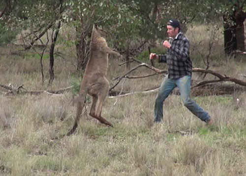 Boxing kinh điển: Đấm tối mặt Kangaroo giải cứu cún cưng - 1