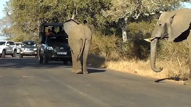 Kì lạ cảnh voi chặn hàng loạt ô tô để con nhỏ qua đường - 1