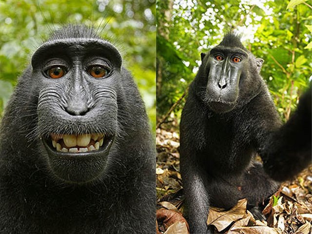 Loài khỉ kì lạ cứ thấy máy ảnh là cười toe, tạo dáng - 1