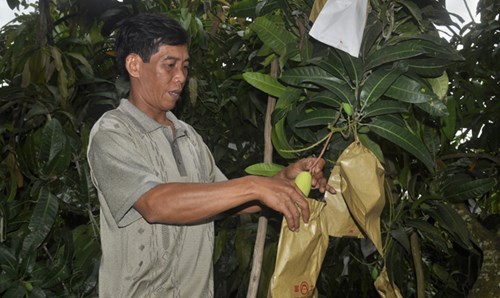 Trái cây &#34;độc, lạ&#34; cháy hàng - 2