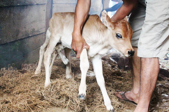 Lạ lùng bê con có 7 chân, 2 bộ phận sinh dục - 2