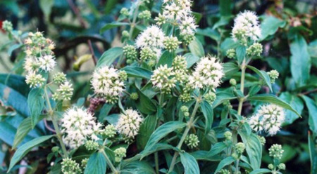 Muốn hết viêm xung huyết hang vị, dạ dày phải biết cách này - 3