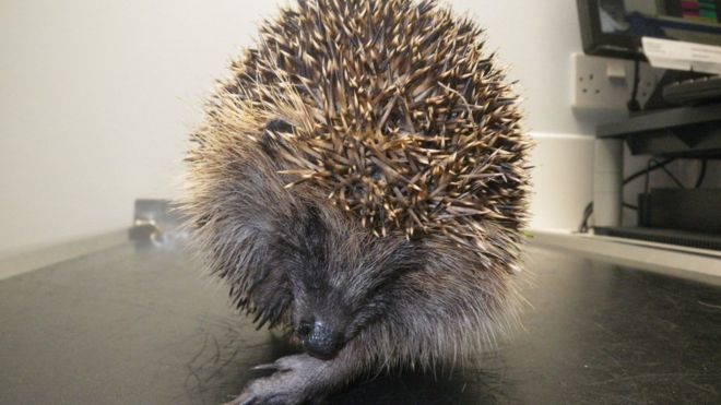 Anh: Hai anh em đi tù vì một con nhím - 1