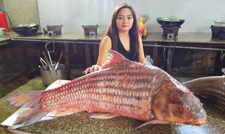 Ngắm lại 7 “quái ngư” khổng lồ “bơi” từ Campuchia về Việt Nam - 3