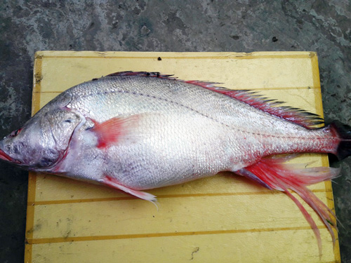 Ngắm lại 7 “quái ngư” khổng lồ “bơi” từ Campuchia về Việt Nam - 6