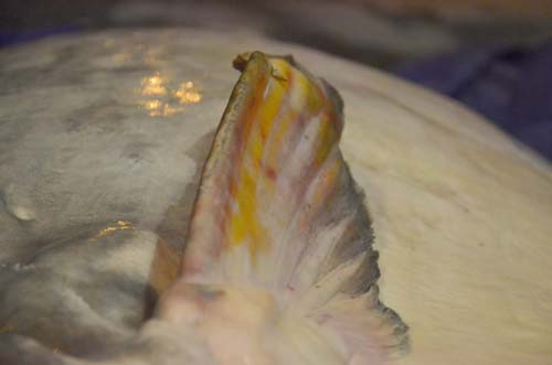 Cá tra dầu "khủng" chưa từng thấy, xuất hiện ở Hà Nội - 5